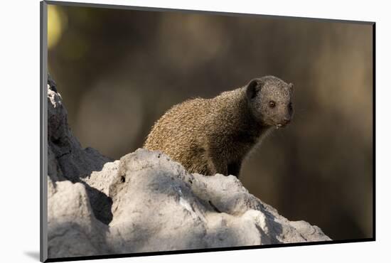 Dwarf mongoose (Helogale parvula), Khwai Conservation Area, Okavango Delta, Botswana, Africa-Sergio Pitamitz-Mounted Photographic Print