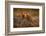 Dwarf Mongoose, Helogale Parvula, Pair of Animal near the Hole Nest, Suvuti, Chobe NP in Botswana.-Ondrej Prosicky-Framed Photographic Print