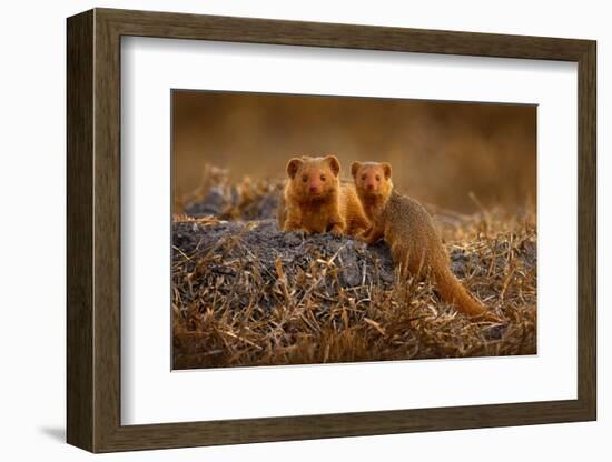 Dwarf Mongoose, Helogale Parvula, Pair of Animal near the Hole Nest, Suvuti, Chobe NP in Botswana.-Ondrej Prosicky-Framed Photographic Print