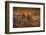 Dwarf Mongoose, Helogale Parvula, Pair of Animal near the Hole Nest, Suvuti, Chobe NP in Botswana.-Ondrej Prosicky-Framed Photographic Print