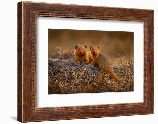 Dwarf Mongoose, Helogale Parvula, Pair of Animal near the Hole Nest, Suvuti, Chobe NP in Botswana.-Ondrej Prosicky-Framed Photographic Print