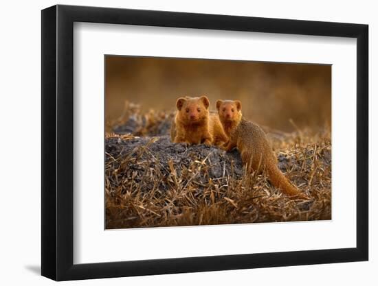 Dwarf Mongoose, Helogale Parvula, Pair of Animal near the Hole Nest, Suvuti, Chobe NP in Botswana.-Ondrej Prosicky-Framed Photographic Print