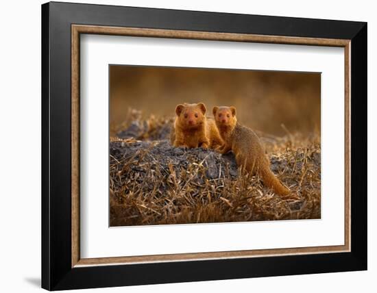 Dwarf Mongoose, Helogale Parvula, Pair of Animal near the Hole Nest, Suvuti, Chobe NP in Botswana.-Ondrej Prosicky-Framed Photographic Print