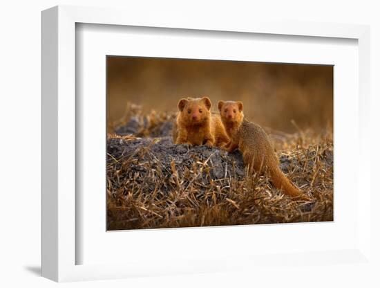 Dwarf Mongoose, Helogale Parvula, Pair of Animal near the Hole Nest, Suvuti, Chobe NP in Botswana.-Ondrej Prosicky-Framed Photographic Print