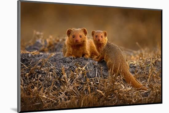 Dwarf Mongoose, Helogale Parvula, Pair of Animal near the Hole Nest, Suvuti, Chobe NP in Botswana.-Ondrej Prosicky-Mounted Photographic Print