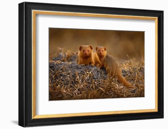 Dwarf Mongoose, Helogale Parvula, Pair of Animal near the Hole Nest, Suvuti, Chobe NP in Botswana.-Ondrej Prosicky-Framed Photographic Print