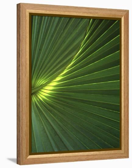 Dwarf Palmetto Leaves-Vaughan Fleming-Framed Premier Image Canvas