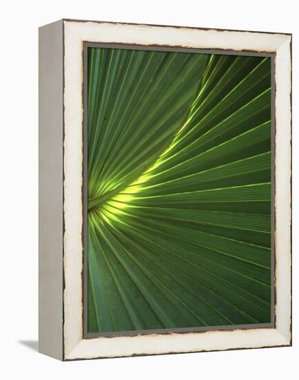 Dwarf Palmetto Leaves-Vaughan Fleming-Framed Premier Image Canvas