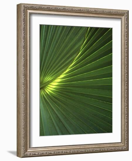 Dwarf Palmetto Leaves-Vaughan Fleming-Framed Photographic Print