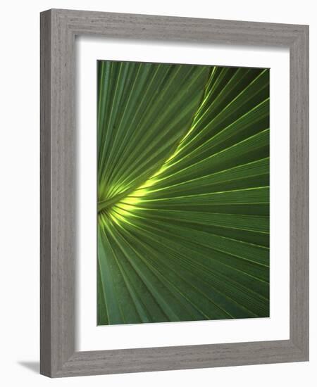 Dwarf Palmetto Leaves-Vaughan Fleming-Framed Photographic Print