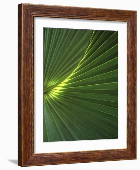 Dwarf Palmetto Leaves-Vaughan Fleming-Framed Photographic Print