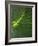 Dwarf Palmetto Leaves-Vaughan Fleming-Framed Photographic Print