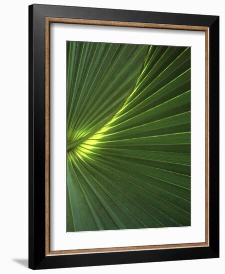 Dwarf Palmetto Leaves-Vaughan Fleming-Framed Photographic Print