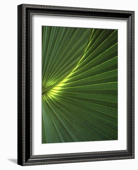 Dwarf Palmetto Leaves-Vaughan Fleming-Framed Photographic Print