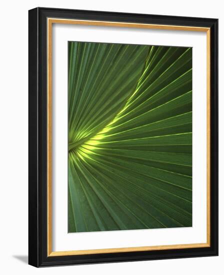 Dwarf Palmetto Leaves-Vaughan Fleming-Framed Photographic Print