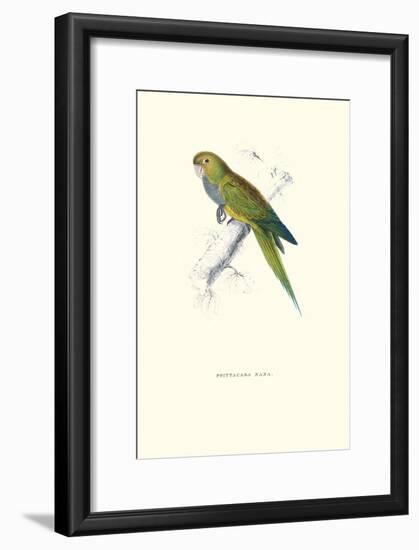 Dwarf Parakeet Macaw - Aratinga Nana-Edward Lear-Framed Art Print