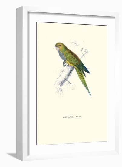 Dwarf Parakeet Macaw - Aratinga Nana-Edward Lear-Framed Art Print