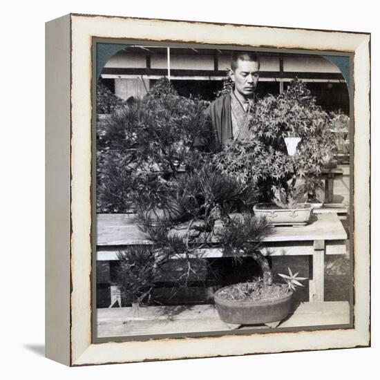 Dwarf Pines and Maples in Count Okuma's Greenhouse, Tokyo, Japan, 1904-Underwood & Underwood-Framed Premier Image Canvas