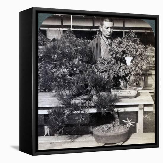 Dwarf Pines and Maples in Count Okuma's Greenhouse, Tokyo, Japan, 1904-Underwood & Underwood-Framed Premier Image Canvas