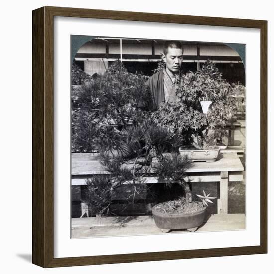 Dwarf Pines and Maples in Count Okuma's Greenhouse, Tokyo, Japan, 1904-Underwood & Underwood-Framed Photographic Print