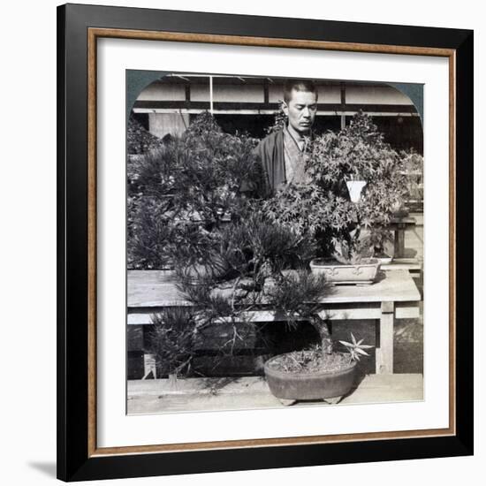 Dwarf Pines and Maples in Count Okuma's Greenhouse, Tokyo, Japan, 1904-Underwood & Underwood-Framed Photographic Print