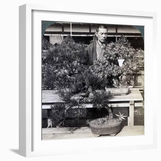 Dwarf Pines and Maples in Count Okuma's Greenhouse, Tokyo, Japan, 1904-Underwood & Underwood-Framed Photographic Print