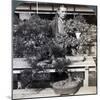 Dwarf Pines and Maples in Count Okuma's Greenhouse, Tokyo, Japan, 1904-Underwood & Underwood-Mounted Photographic Print
