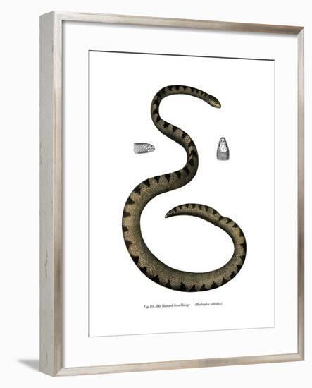 Dwarf Seasnake-null-Framed Giclee Print