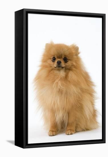 Dwarf Spitz-null-Framed Premier Image Canvas