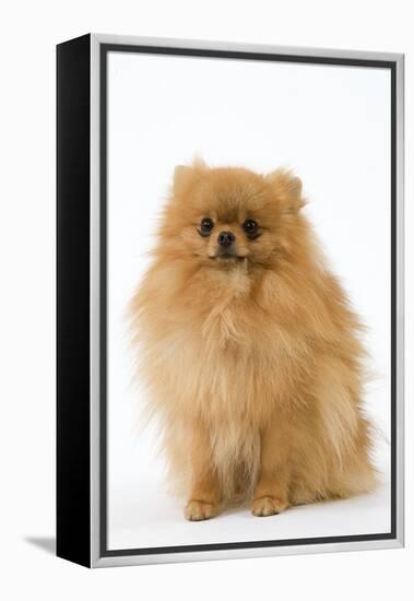 Dwarf Spitz-null-Framed Premier Image Canvas