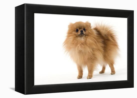 Dwarf Spitz-null-Framed Premier Image Canvas