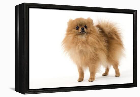 Dwarf Spitz-null-Framed Premier Image Canvas