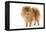 Dwarf Spitz-null-Framed Premier Image Canvas