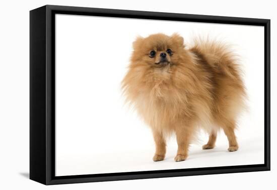 Dwarf Spitz-null-Framed Premier Image Canvas