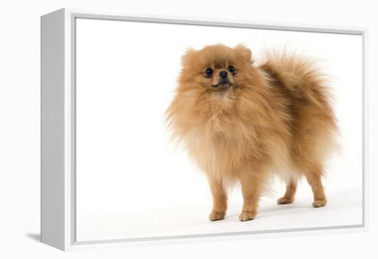 Dwarf Spitz-null-Framed Premier Image Canvas