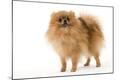 Premium Photographic Print