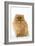 Dwarf Spitz-null-Framed Photographic Print