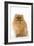 Dwarf Spitz-null-Framed Photographic Print