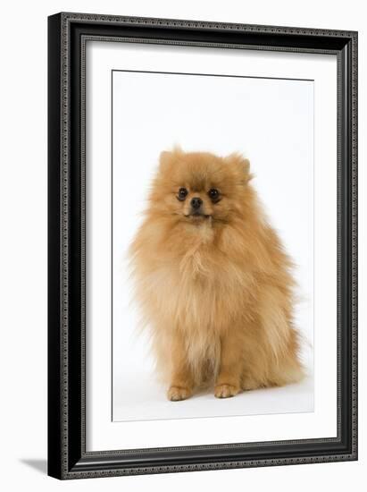 Dwarf Spitz-null-Framed Photographic Print