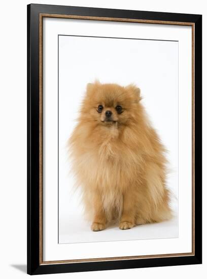 Dwarf Spitz-null-Framed Photographic Print