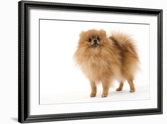 Dwarf Spitz-null-Framed Photographic Print