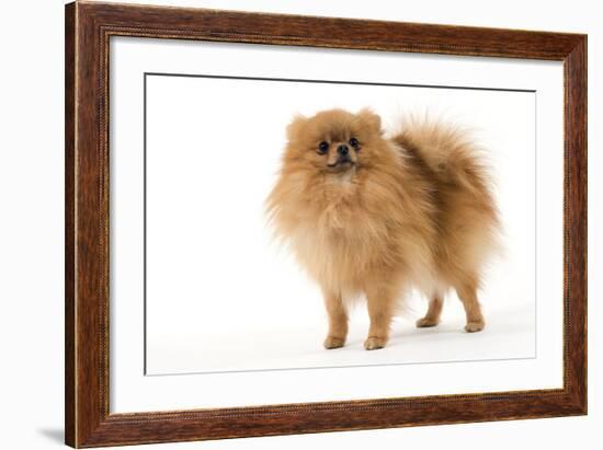 Dwarf Spitz-null-Framed Photographic Print