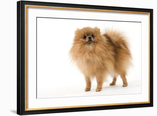 Dwarf Spitz-null-Framed Photographic Print