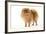 Dwarf Spitz-null-Framed Photographic Print