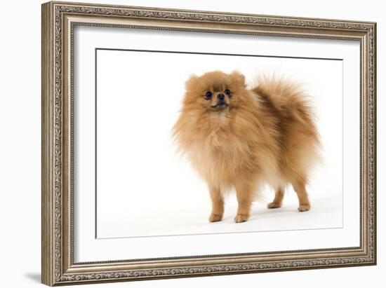 Dwarf Spitz-null-Framed Photographic Print