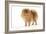 Dwarf Spitz-null-Framed Photographic Print