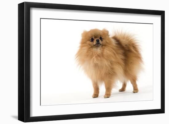 Dwarf Spitz-null-Framed Photographic Print