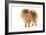 Dwarf Spitz-null-Framed Photographic Print