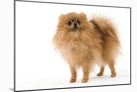Dwarf Spitz-null-Mounted Photographic Print