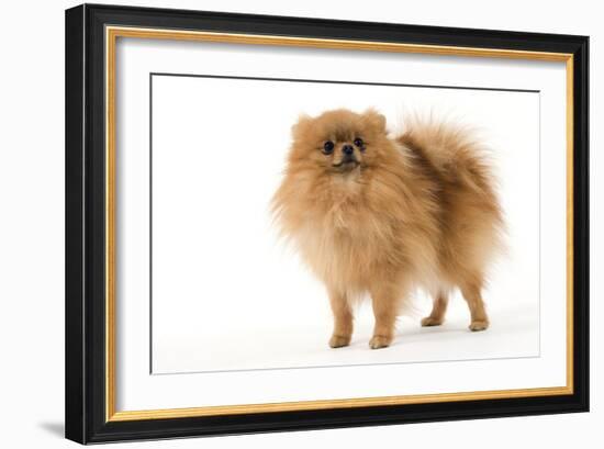 Dwarf Spitz-null-Framed Photographic Print